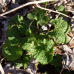 Alliaria petiolata