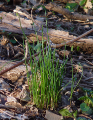 Allium vineale