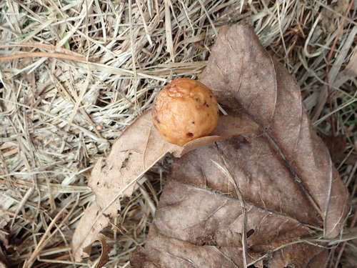 Obuoliškoji gumbavapsvė