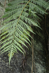 Woodwardia prolifera