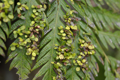 Woodwardia prolifera