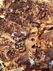 Orthotomicus laricis