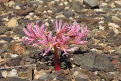 Brunsvigia comptonii