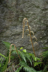 Woodwardia prolifera
