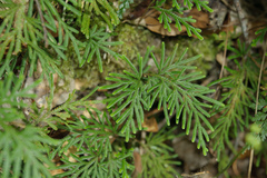 Selaginella stauntoniana