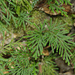 Selaginella stauntoniana - Photo (c) Cheng-Tao Lin, some rights reserved (CC BY), uploaded by Cheng-Tao Lin