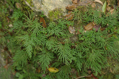 Selaginella stauntoniana