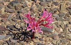 Brunsvigia comptonii