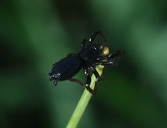Zelotinae