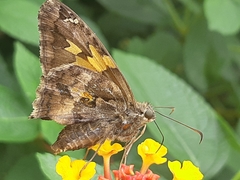 Chioides iverna