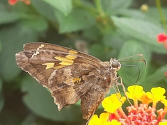 Chioides iverna