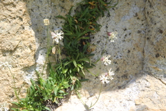 Silene alpicola