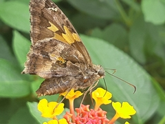 Chioides iverna