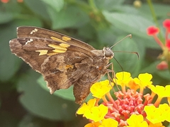 Chioides iverna