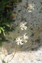 Silene alpicola
