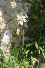 Silene alpicola