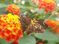 Chioides iverna