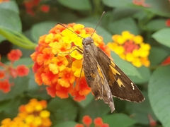 Chioides iverna