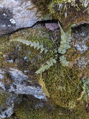 Asplenium × ebenoides