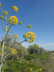 Ferula glauca