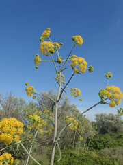Ferula glauca
