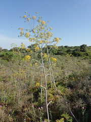 Ferula glauca