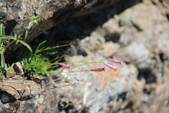 Silene linearifolia