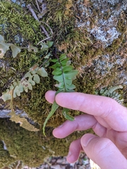 Asplenium × ebenoides