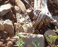 Melanargia occitanica