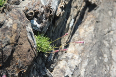 Silene linearifolia