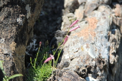 Silene linearifolia