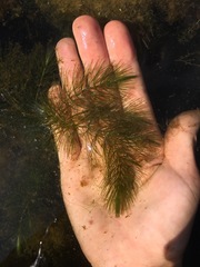 Ceratophyllum echinatum