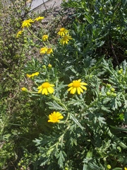 Senecio squalidus