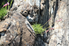 Silene linearifolia