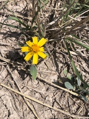 Amblyolepis setigera