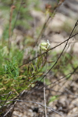 Silene chamarensis