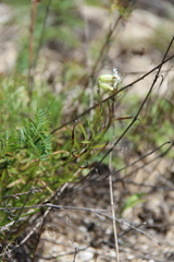 Silene chamarensis