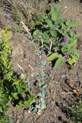 Silene chlorifolia