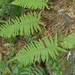 Polypodiodes amoena - Photo (c) Cheng-Tao Lin, some rights reserved (CC BY), uploaded by Cheng-Tao Lin