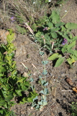 Silene chlorifolia