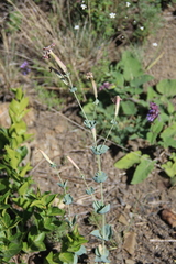 Silene chlorifolia