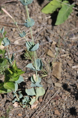 Silene chlorifolia