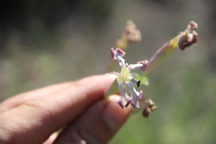 Silene chlorifolia