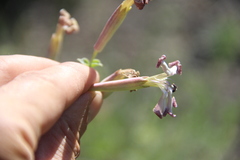 Silene chlorifolia