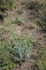 Silene chlorifolia