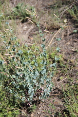 Silene chlorifolia