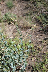 Silene chlorifolia