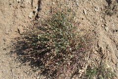 Silene chlorifolia