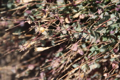 Silene chlorifolia