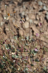 Silene chlorifolia